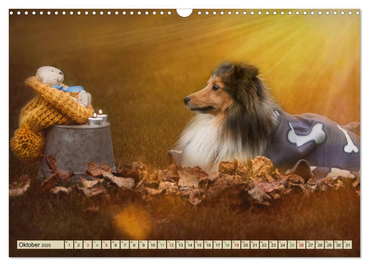 Bild: 9783435423415 | SHELTIES Liebe auf 4 Pfoten (Wandkalender 2025 DIN A3 quer),...