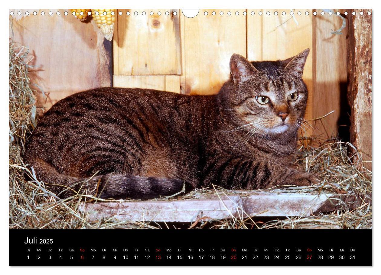 Bild: 9783435821259 | Katzen (Wandkalender 2025 DIN A3 quer), CALVENDO Monatskalender | 2025