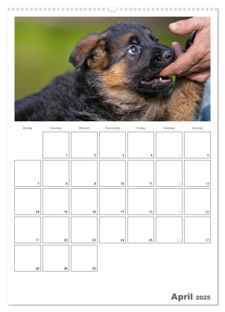 Bild: 9783457066225 | Deutscher Schäferhund - Welpen, Planer (Wandkalender 2025 DIN A2...