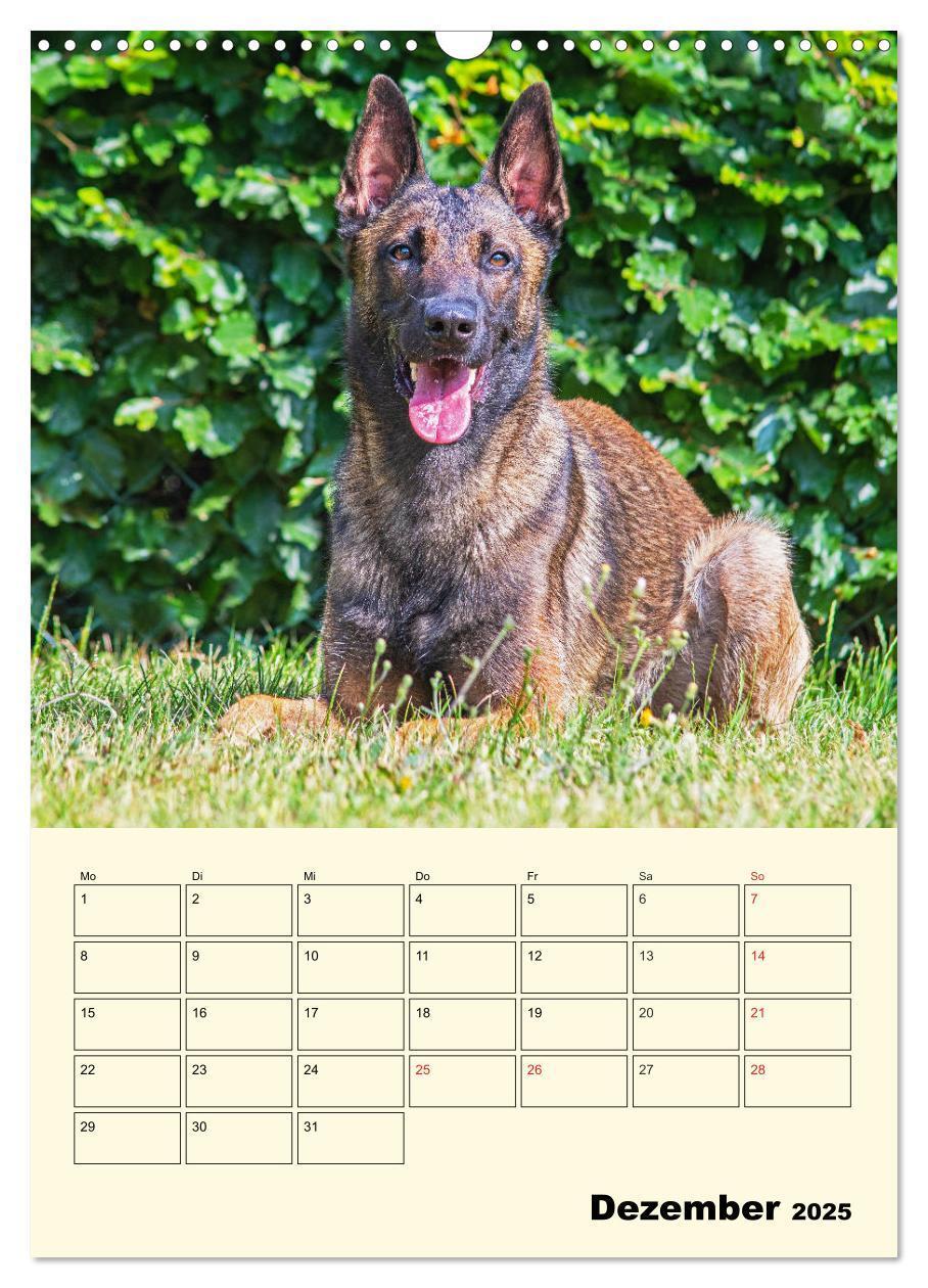 Bild: 9783435958788 | Familienplaner Tausendsassa Malinois (Wandkalender 2025 DIN A3...