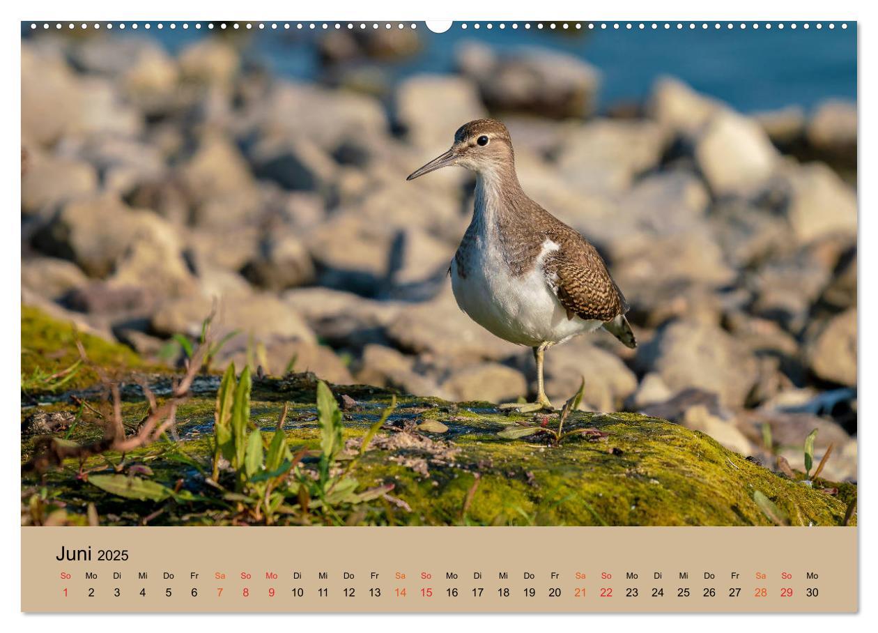 Bild: 9783435118182 | Limikolen - Watvögel am norddeutschen Wattenmeer (Wandkalender 2025...