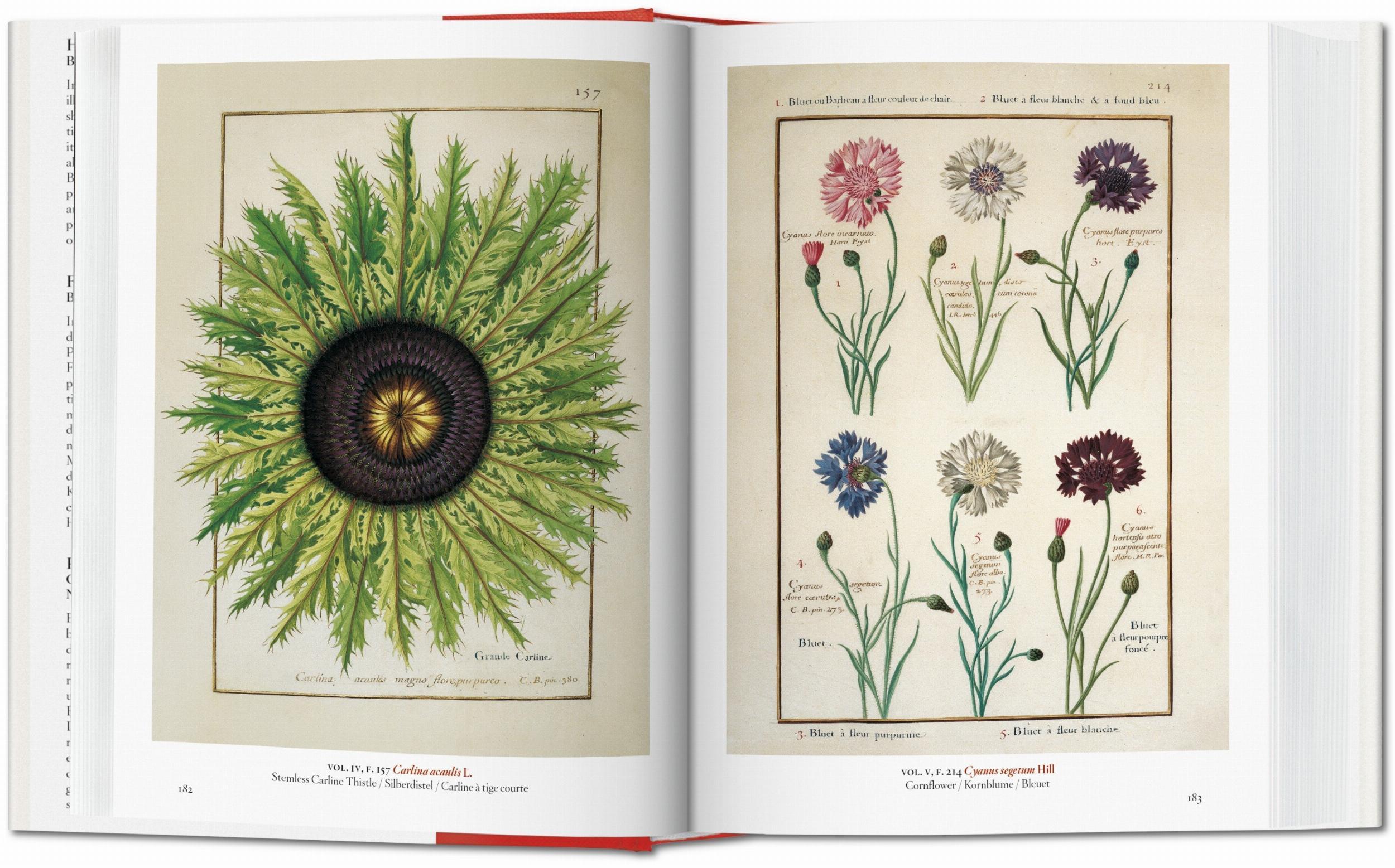 Bild: 9783836591911 | A Garden Eden. Masterpieces of Botanical Illustration. 40th Ed. | Lack