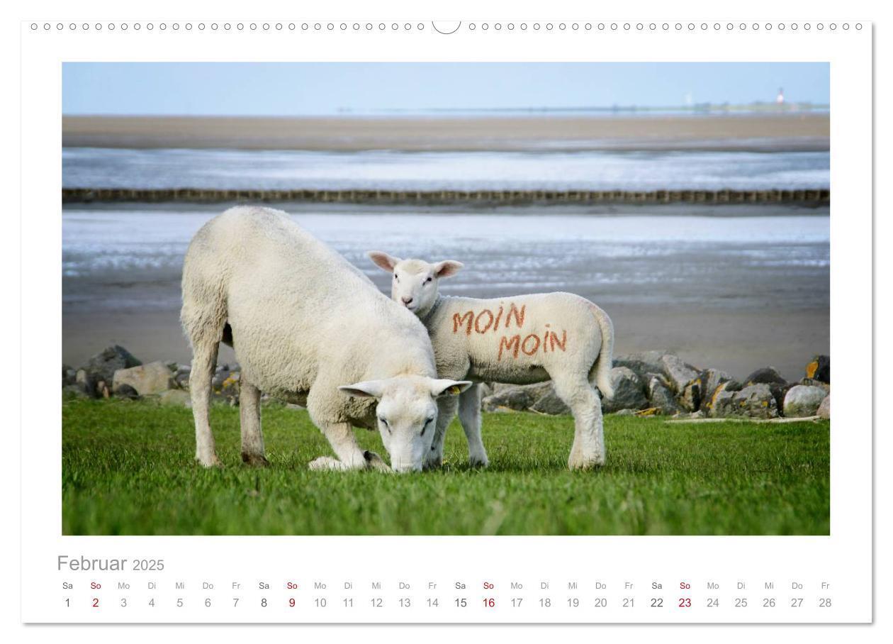 Bild: 9783435644520 | Nordsee Schafe (Wandkalender 2025 DIN A2 quer), CALVENDO...