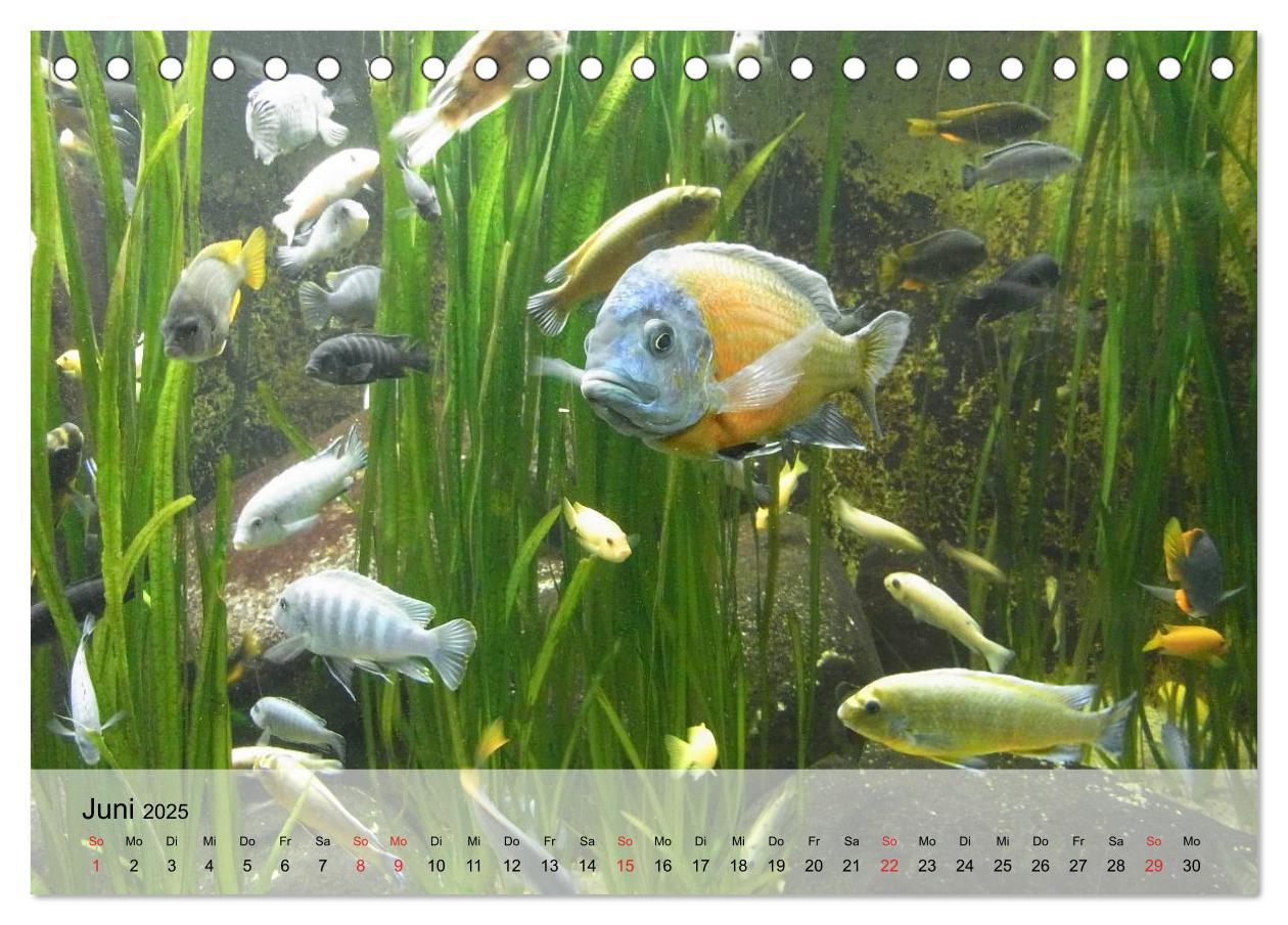 Bild: 9783435589456 | Knallbunte Wasserwelt. Die Welt der Fische (Tischkalender 2025 DIN...