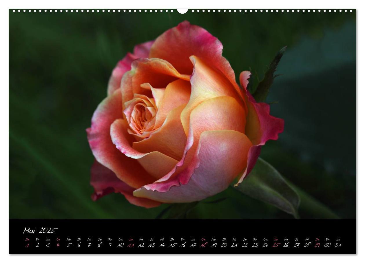 Bild: 9783435658688 | Rosen Romanze - Visuelle Musik (Wandkalender 2025 DIN A2 quer),...