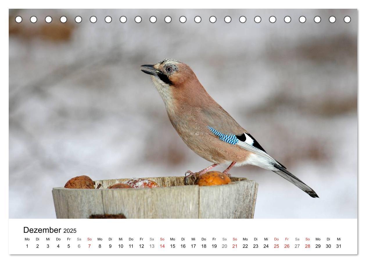 Bild: 9783435679072 | Heimische Tierwelt (Tischkalender 2025 DIN A5 quer), CALVENDO...