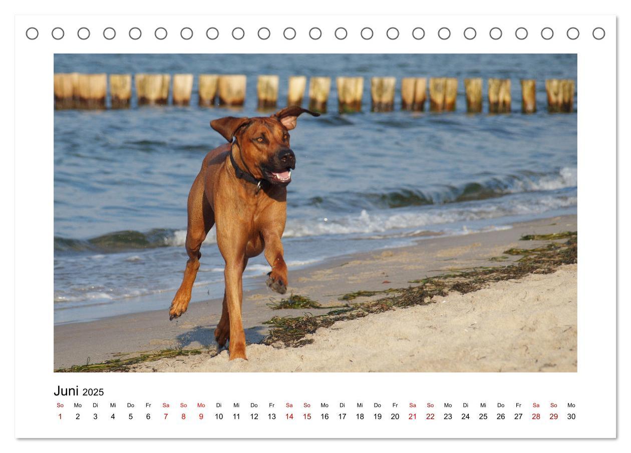 Bild: 9783383983535 | Rhodesian Ridgeback - Charmanter Dickkopf aus Afrika (Tischkalender...