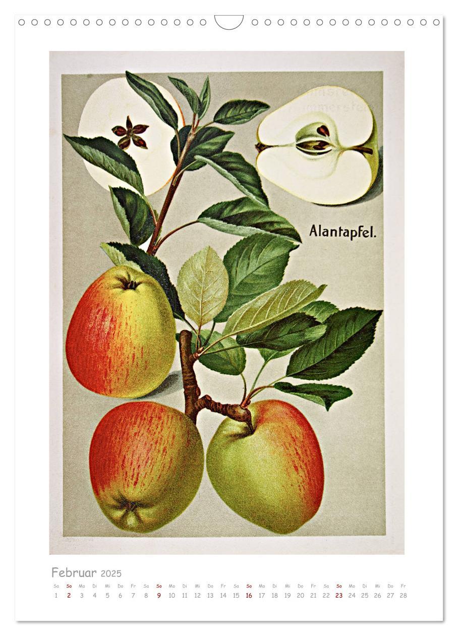 Bild: 9783435976232 | Äpfel/Appels. Alte ostfriesische Sorten (Wandkalender 2025 DIN A3...