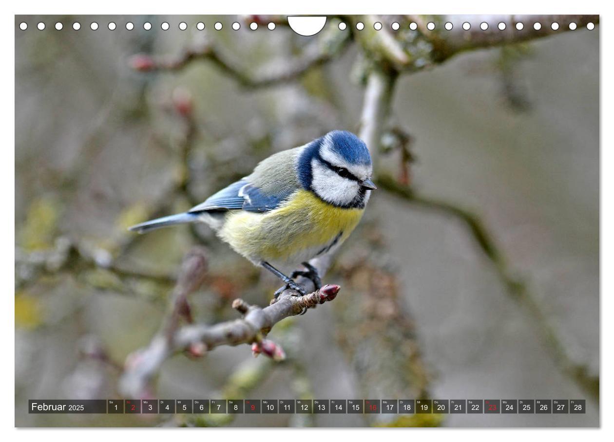 Bild: 9783435193264 | Heimische Singvögel in Feld und Flur (Wandkalender 2025 DIN A4...