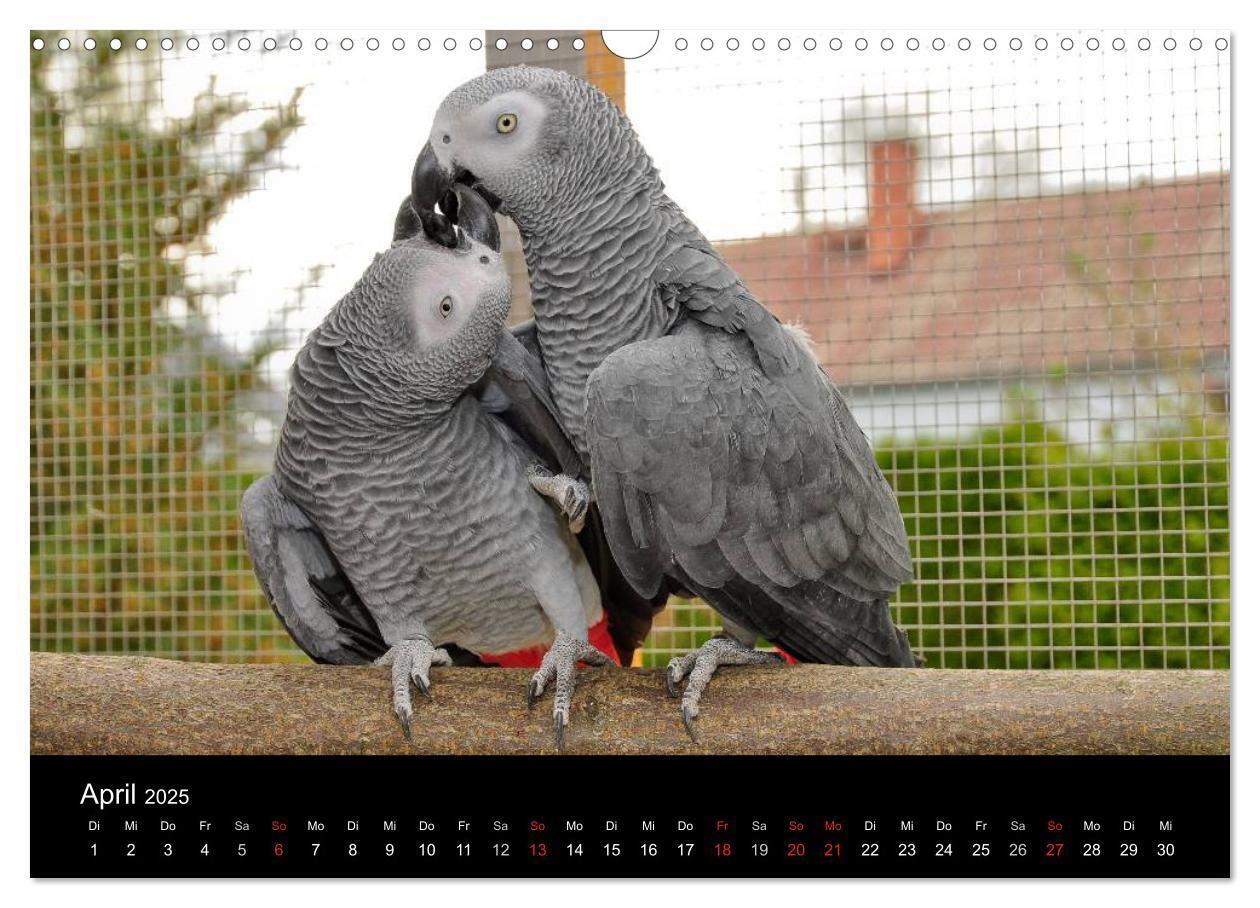 Bild: 9783435626168 | Graupapageien zum Verlieben (Wandkalender 2025 DIN A3 quer),...