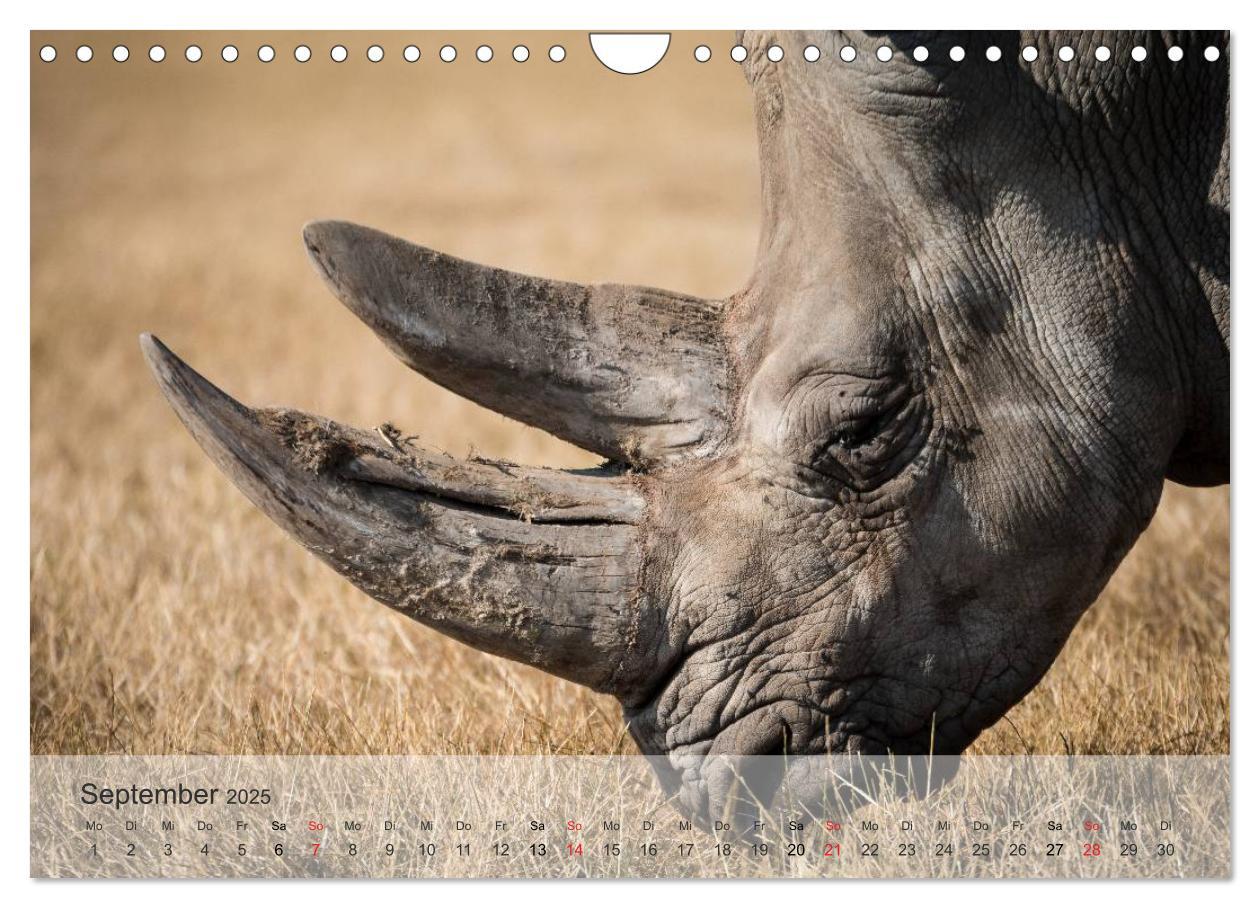 Bild: 9783435606573 | Afrikas schöne Tierwelt (Wandkalender 2025 DIN A4 quer), CALVENDO...