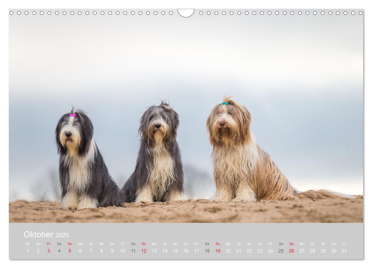 Bild: 9783435426904 | BEARDED COLLIES 2025 (Wandkalender 2025 DIN A3 quer), CALVENDO...