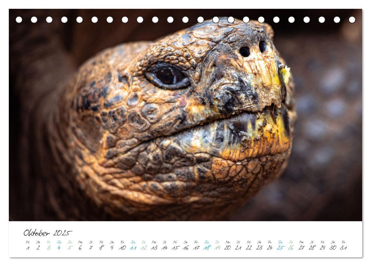 Bild: 9783383883361 | Die Riesenschildkröten der Galapagos Inseln (Tischkalender 2025 DIN...