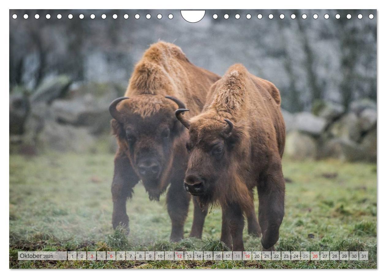 Bild: 9783435616510 | Emotionale Momente: Der Wisent. (Wandkalender 2025 DIN A4 quer),...