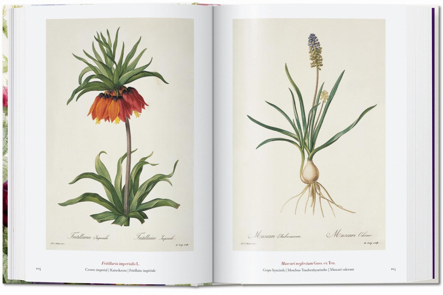 Bild: 9783836556651 | Redouté. The Book of Flowers. 40th Ed. | H. Walter Lack | Buch | 2020