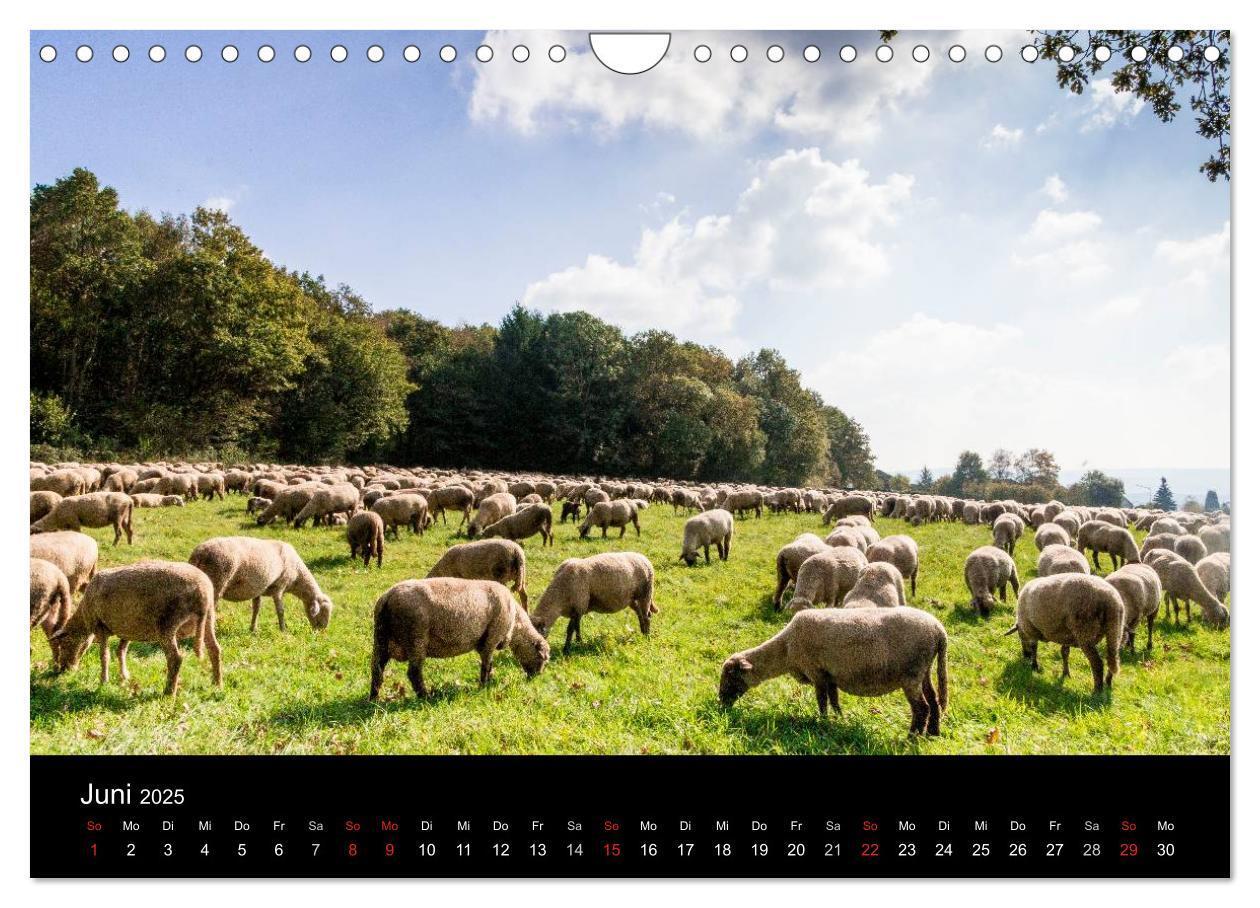 Bild: 9783435642427 | Meine Heimat Westerwald (Wandkalender 2025 DIN A4 quer), CALVENDO...