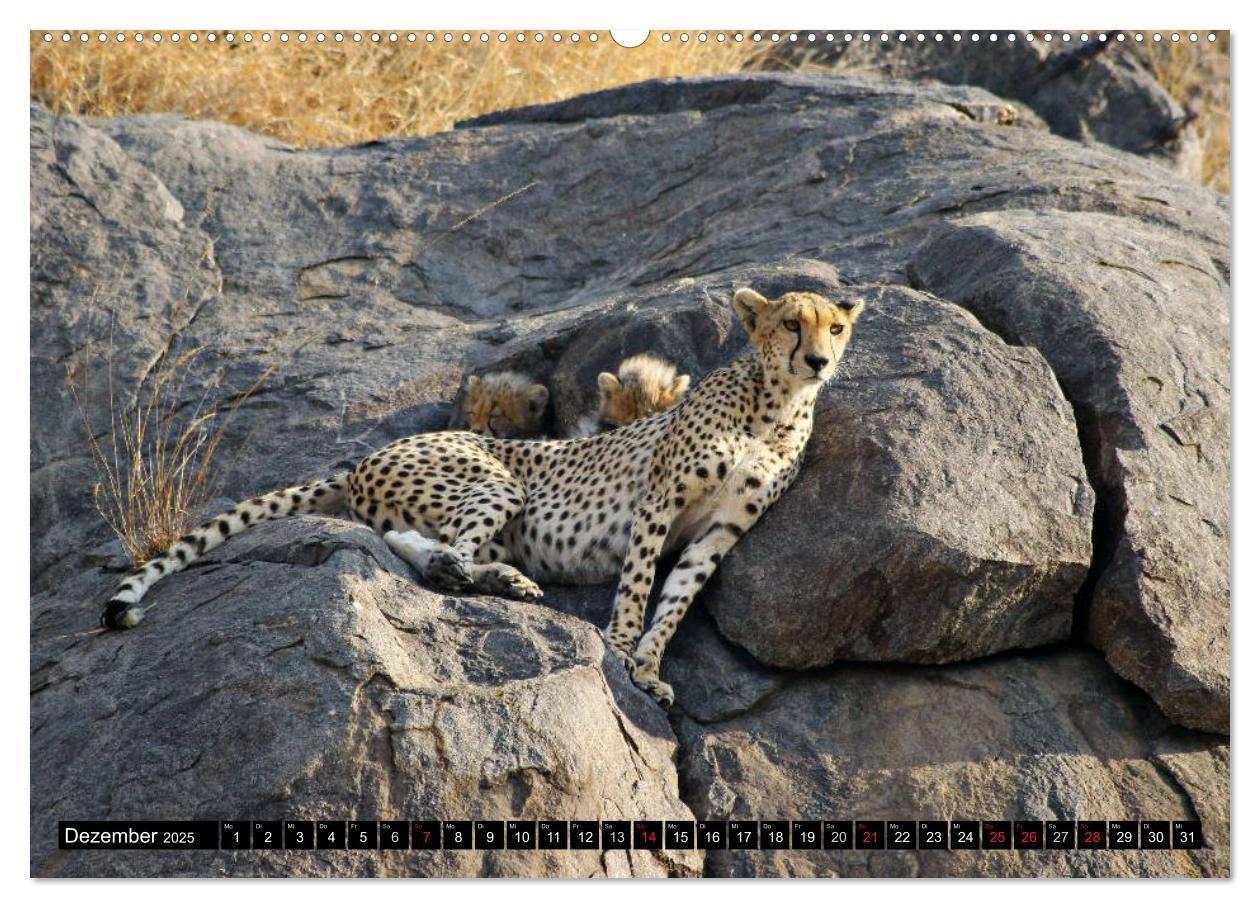 Bild: 9783435737727 | Die Lautlosen. Geparden und Leoparden (Wandkalender 2025 DIN A2...