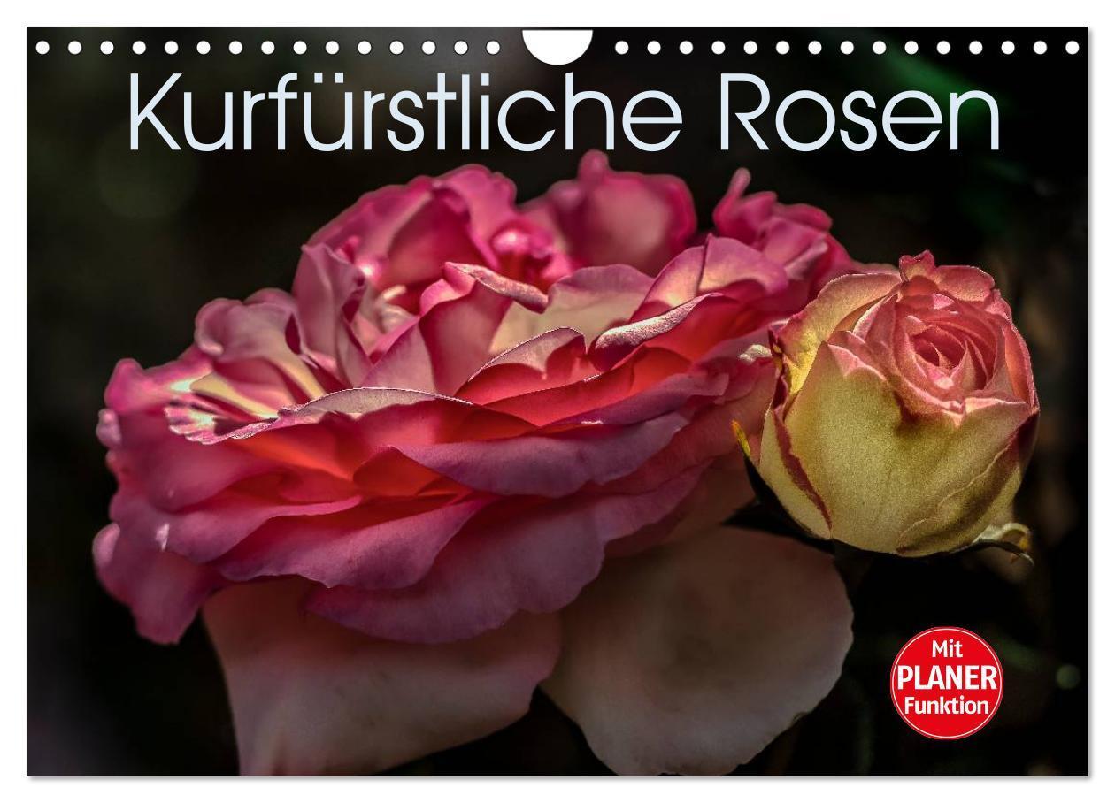 Cover: 9783435578344 | Kurfürstliche Rosen Eltville am Rhein (Wandkalender 2025 DIN A4...