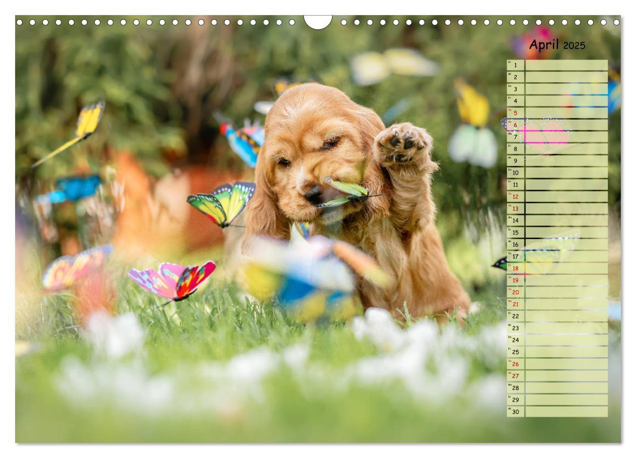 Bild: 9783435119509 | English Cocker Spaniel Welpen (Wandkalender 2025 DIN A3 quer),...