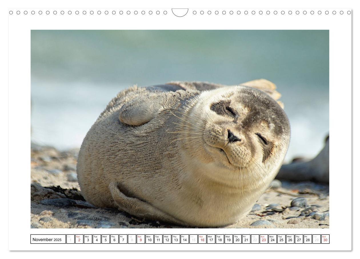 Bild: 9781325938506 | Seals on the Beach (Wall Calendar 2025 DIN A3 landscape), CALVENDO...