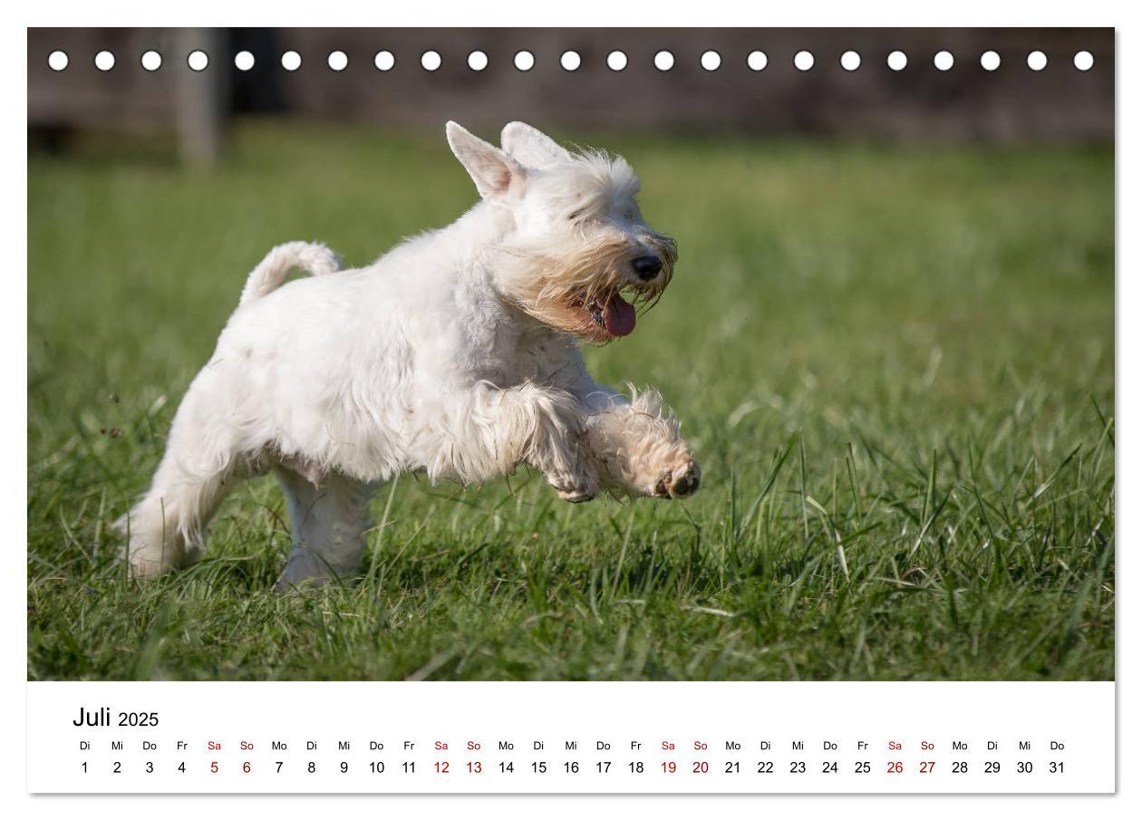 Bild: 9783435413430 | Schnauzer... von Zwergen und Riesen 2025 (Tischkalender 2025 DIN A5...