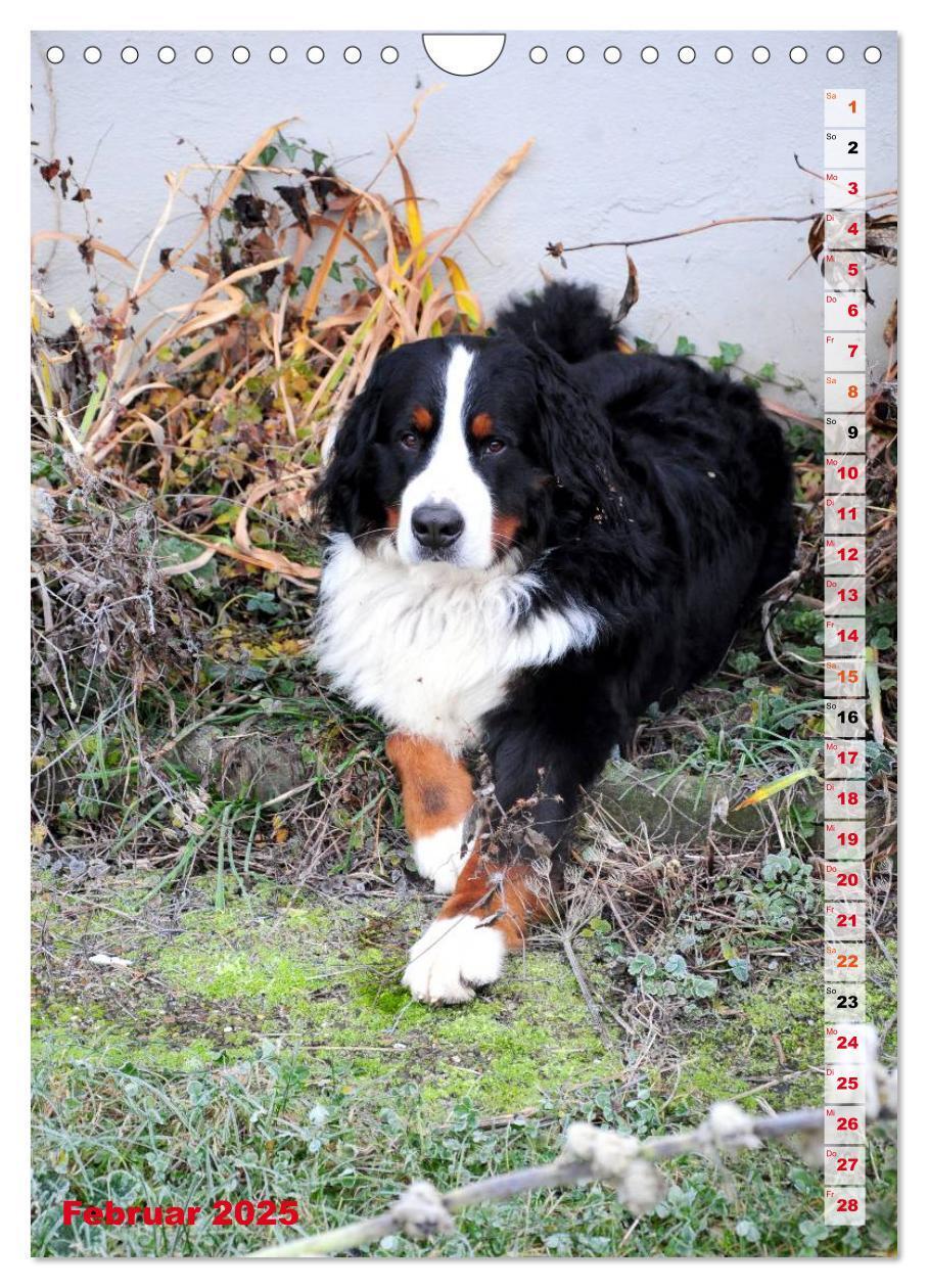 Bild: 9783457032602 | BÄR - Der Berner Sennenhund (Wandkalender 2025 DIN A4 hoch),...