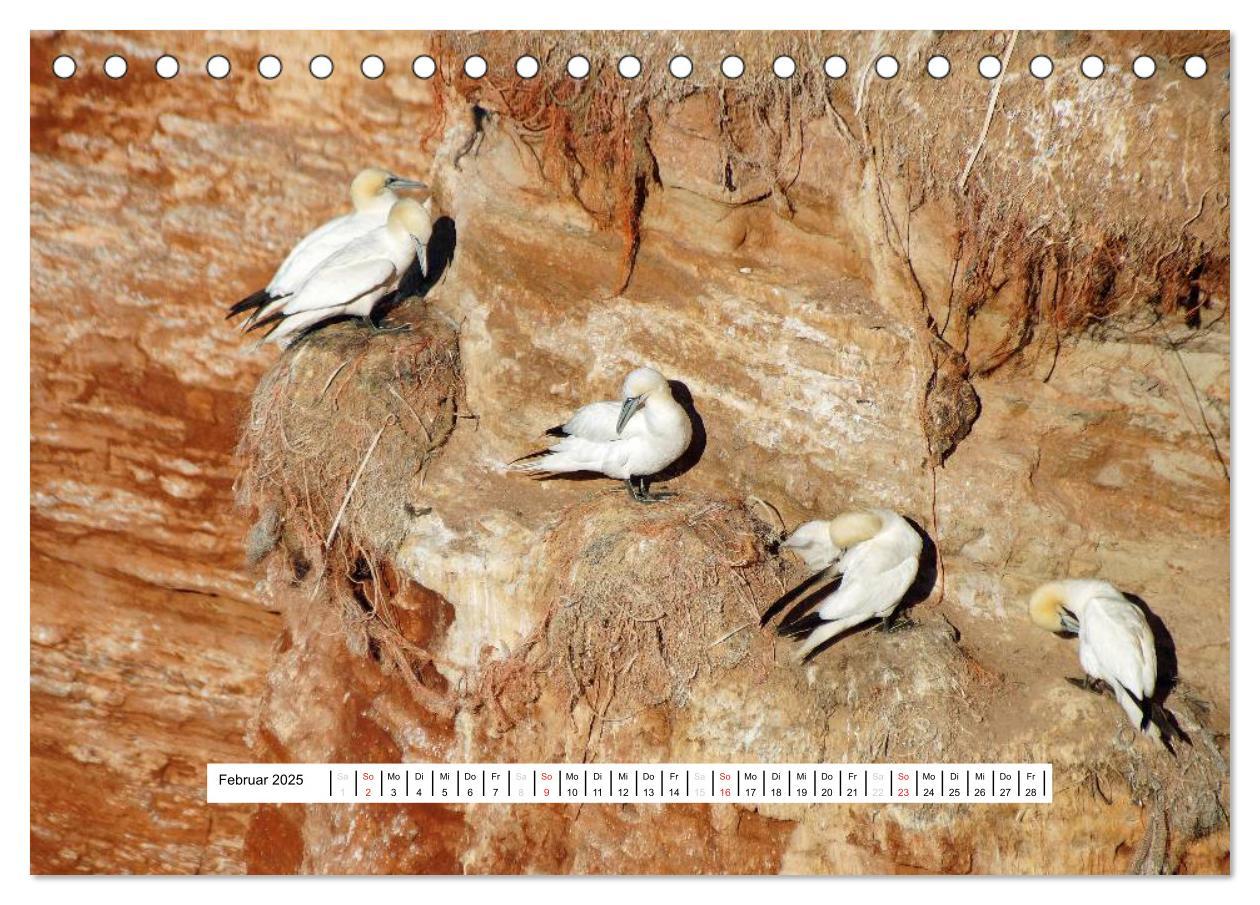 Bild: 9783435472857 | Hochsee-Insel Helgoland (Tischkalender 2025 DIN A5 quer), CALVENDO...