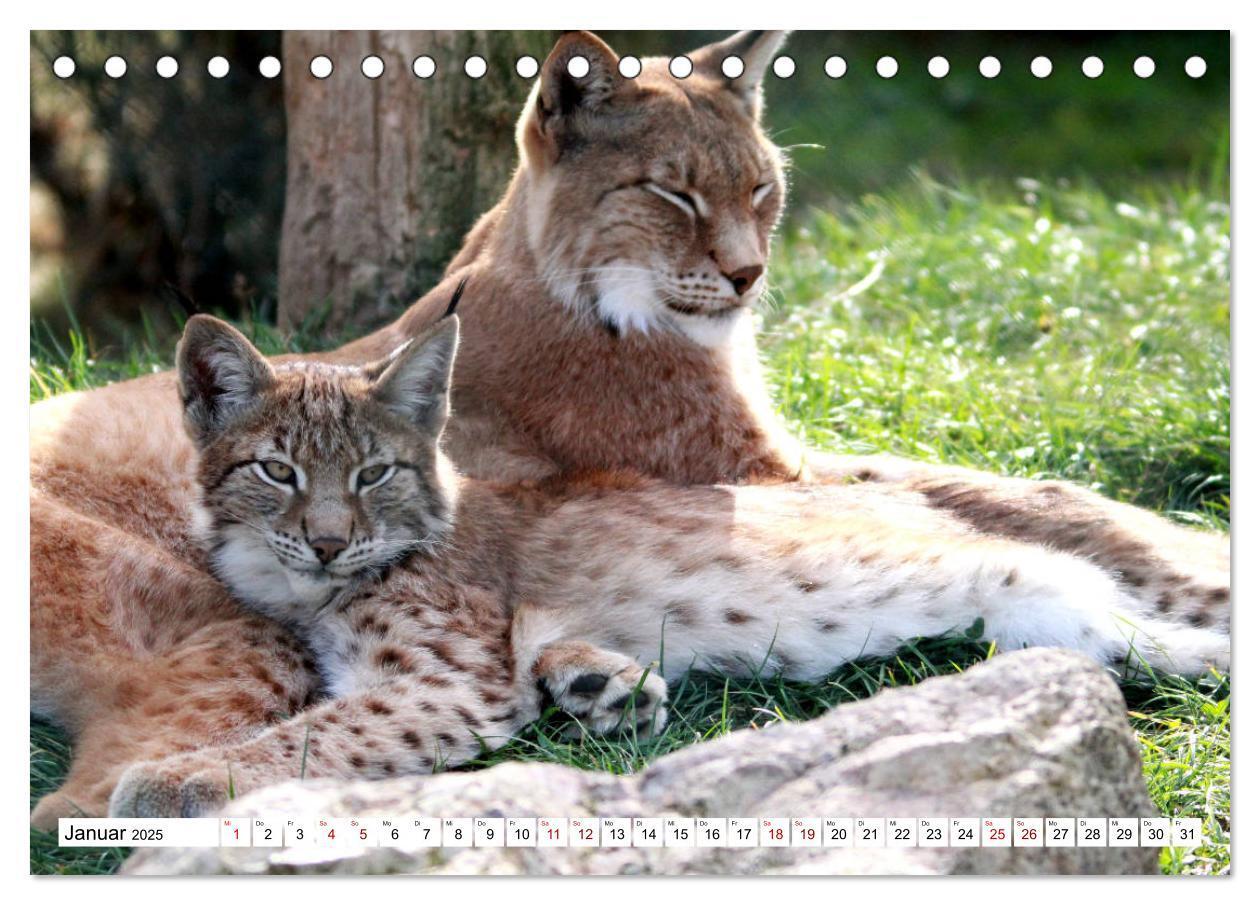 Bild: 9783435419715 | Familie Luchs - Die Jäger mit dem Pinselohr (Tischkalender 2025 DIN...