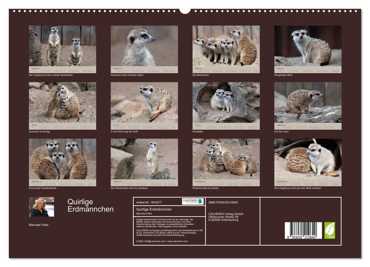 Bild: 9783435210640 | Quirlige Erdmännchen (Wandkalender 2025 DIN A2 quer), CALVENDO...