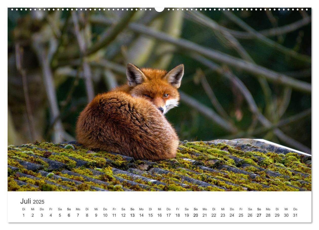 Bild: 9783435068098 | Flinke Füchse (Wandkalender 2025 DIN A2 quer), CALVENDO Monatskalender