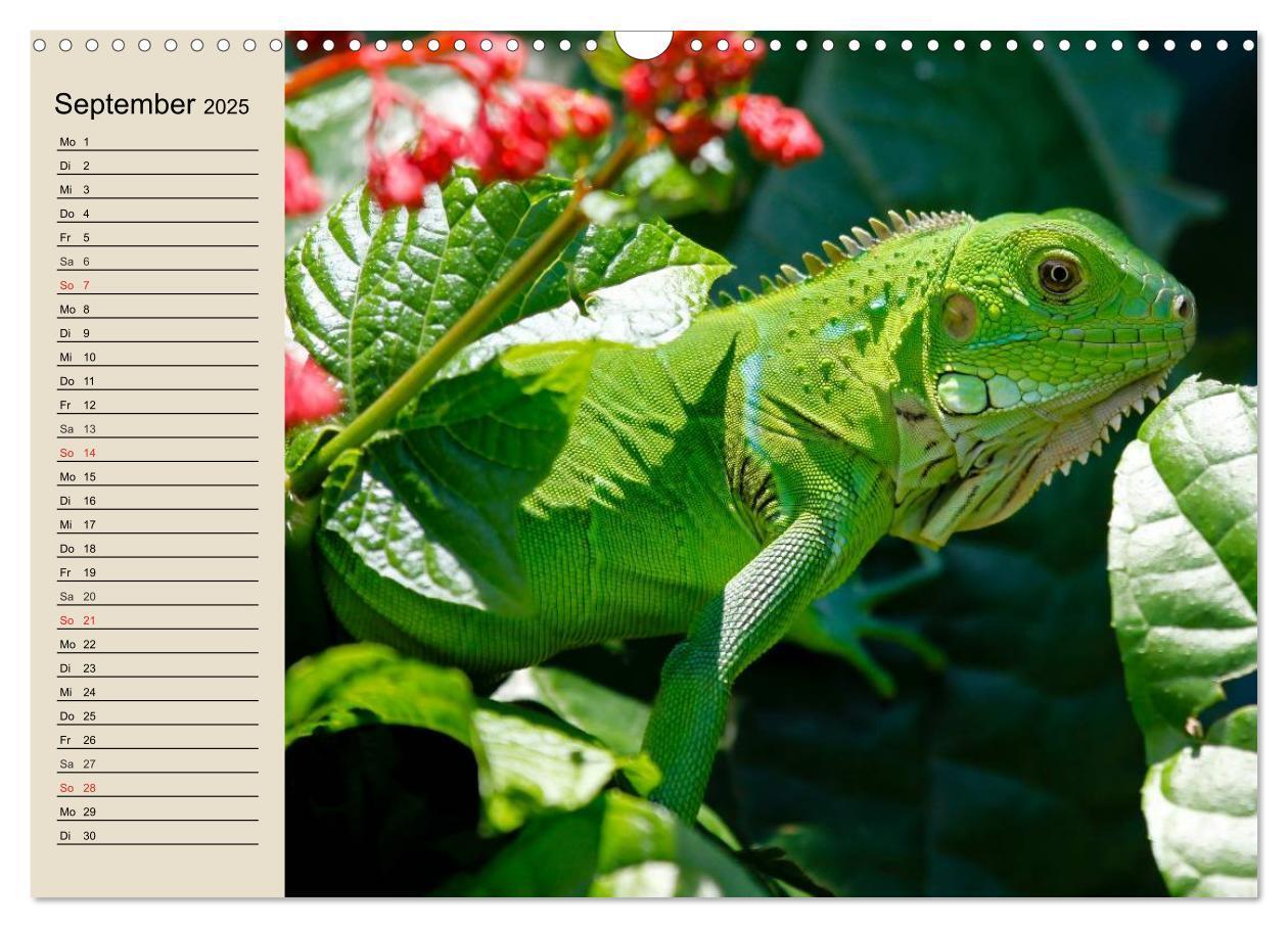 Bild: 9783435526031 | Regenwald. Tiere im Dschungel (Wandkalender 2025 DIN A3 quer),...