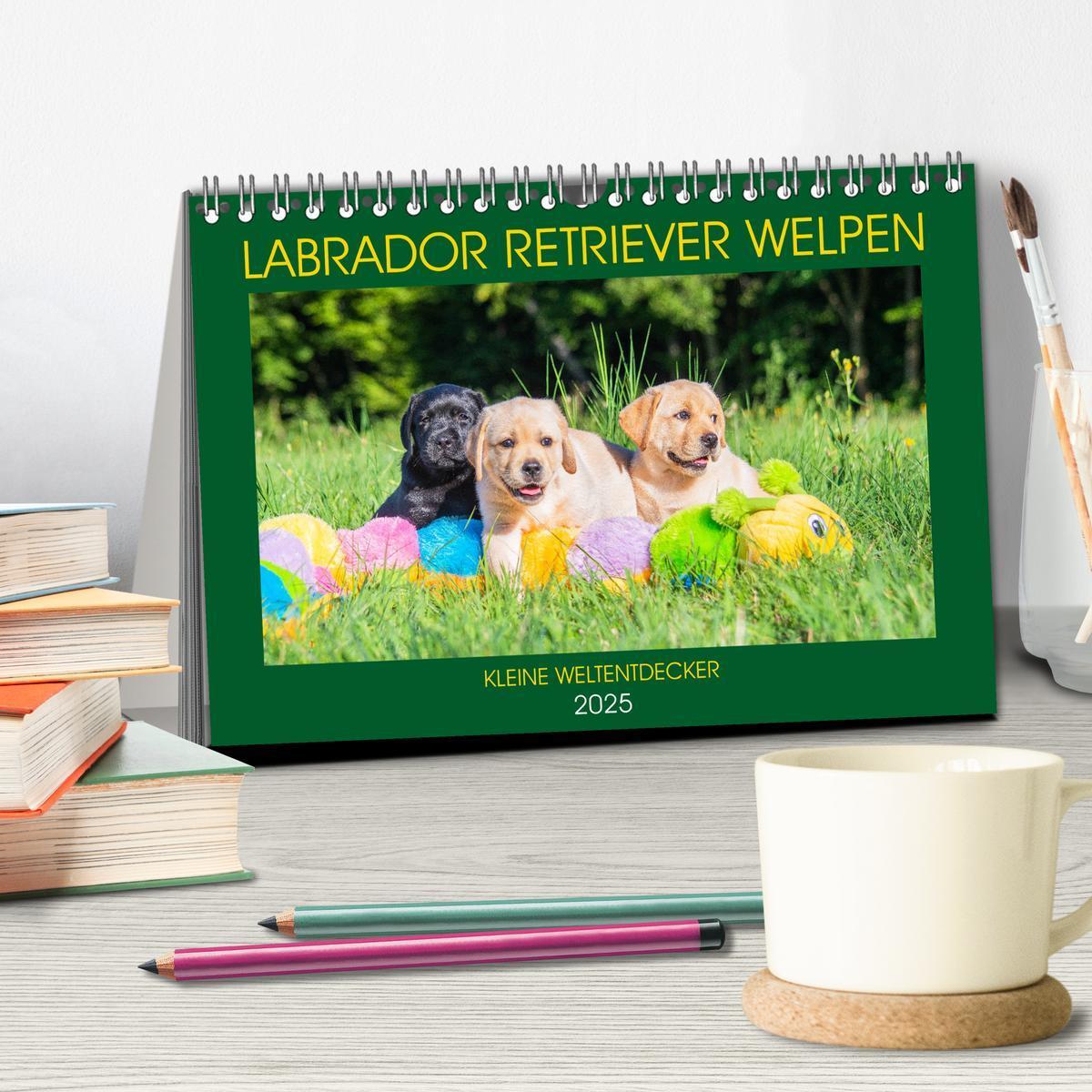 Bild: 9783435210121 | Labrador Retriever Welpen - Kleine Weltentdecker (Tischkalender...