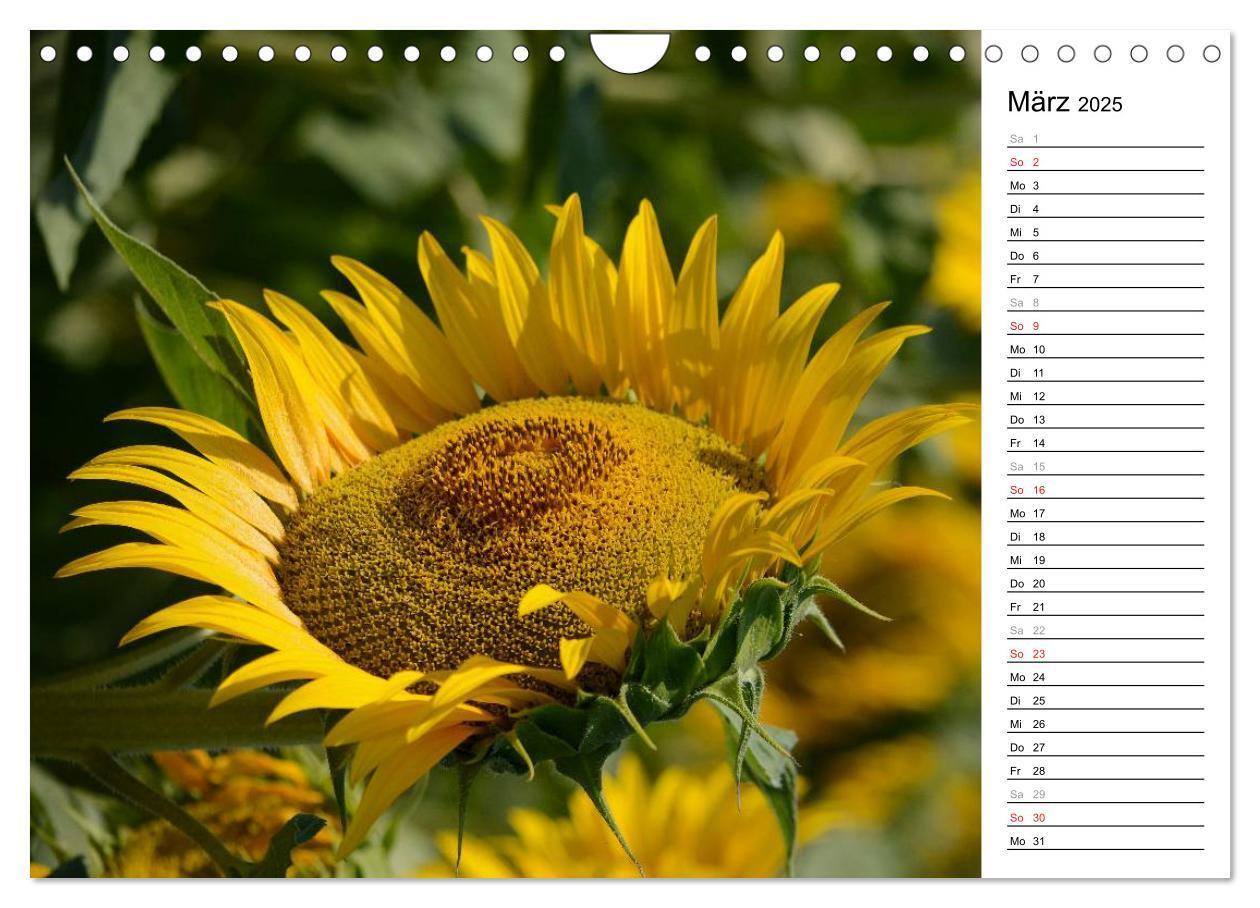 Bild: 9783435477142 | Ein Jahr lang Sonnenblumen (Wandkalender 2025 DIN A4 quer),...