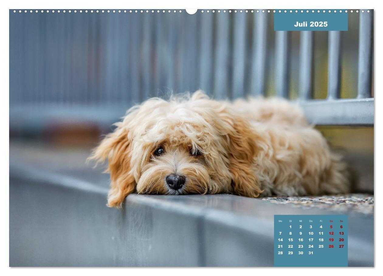 Bild: 9783435027781 | Rocket der Havaneser (hochwertiger Premium Wandkalender 2025 DIN A2...