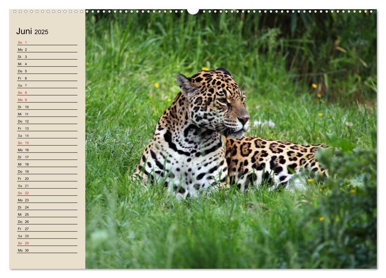 Bild: 9783435525652 | Regenwald. Tiere im Dschungel (Wandkalender 2025 DIN A2 quer),...