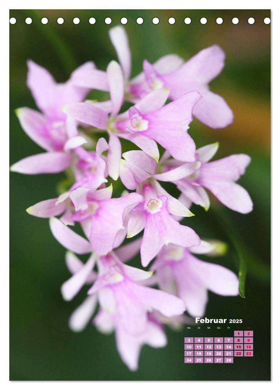 Bild: 9783435894772 | Traumhafte Orchideen (Tischkalender 2025 DIN A5 hoch), CALVENDO...