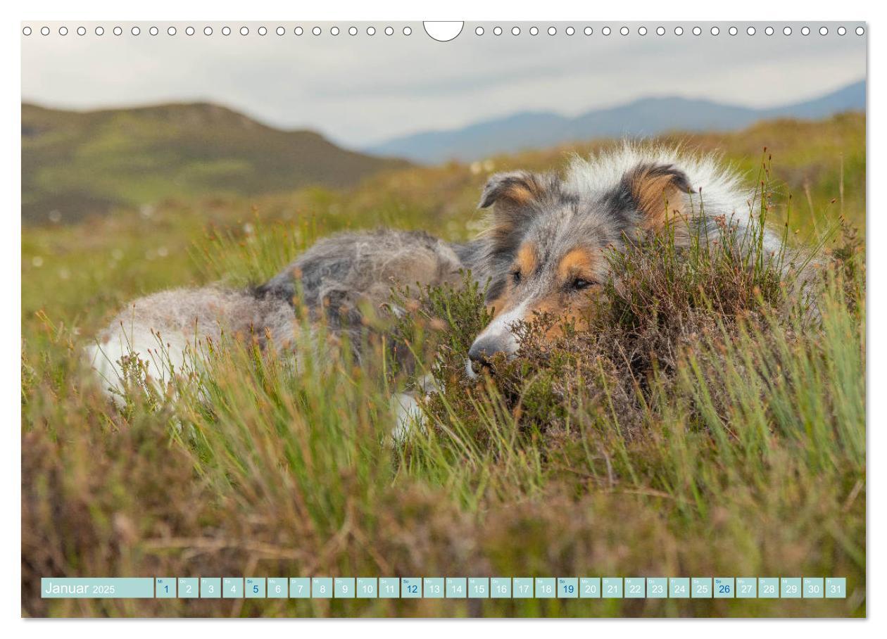 Bild: 9783435175758 | Highland-Collies - Auf vier Pfoten durch Schottland und Irland...