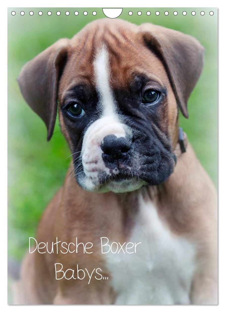 Cover: 9783457026014 | Deutsche Boxer Babys... (Wandkalender 2025 DIN A4 hoch), CALVENDO...