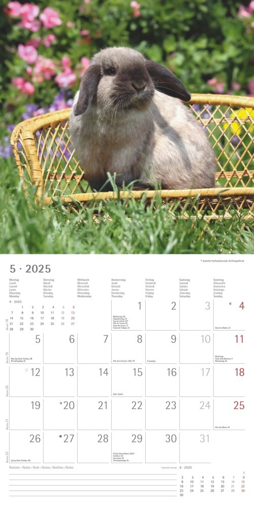 Bild: 4251732340766 | Alpha Edition - Kaninchen 2025 Broschürenkalender, 30x30cm,...