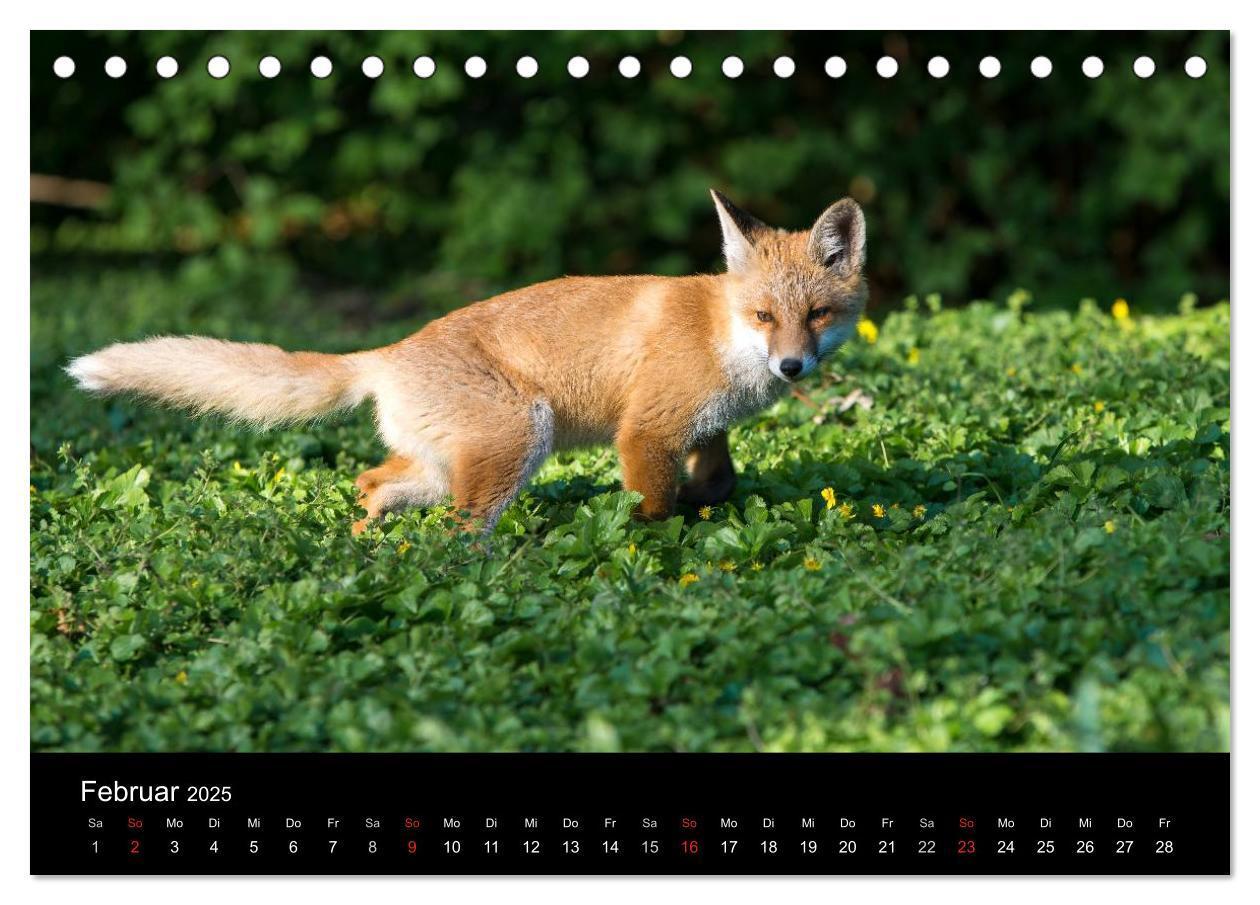 Bild: 9783435560011 | Joni, der kleine Fuchs (Tischkalender 2025 DIN A5 quer), CALVENDO...