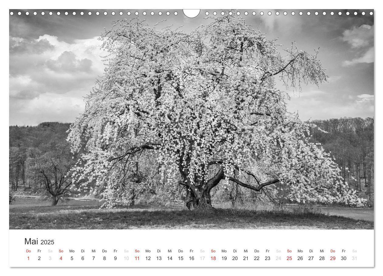 Bild: 9783435660469 | Bäume - Naturschönheiten in schwarz-weiß (Wandkalender 2025 DIN A3...