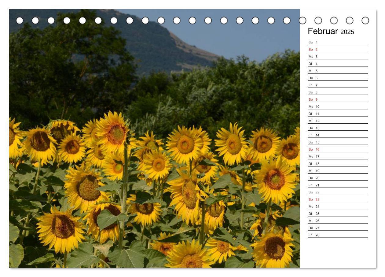 Bild: 9783435475797 | Ein Jahr lang Sonnenblumen (Tischkalender 2025 DIN A5 quer),...