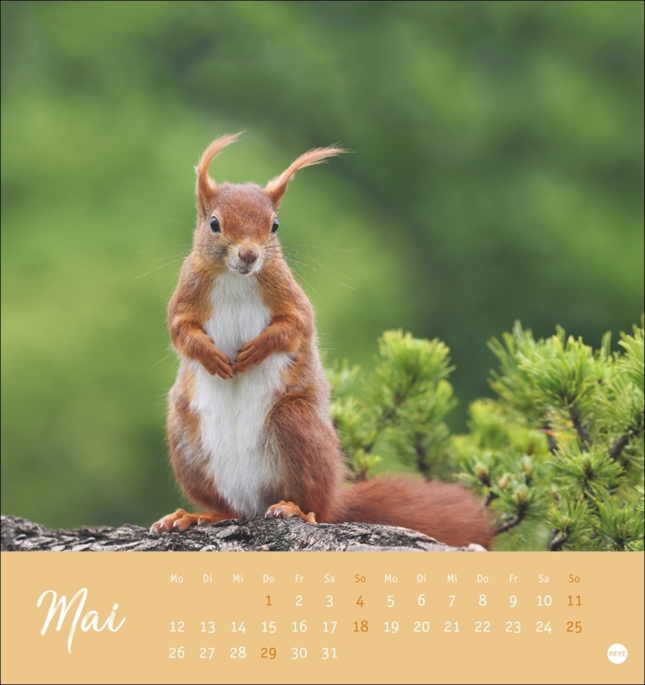 Bild: 9783756407071 | Eichhörnchen Postkartenkalender 2025 | Kalender | Spiralbindung | 2025