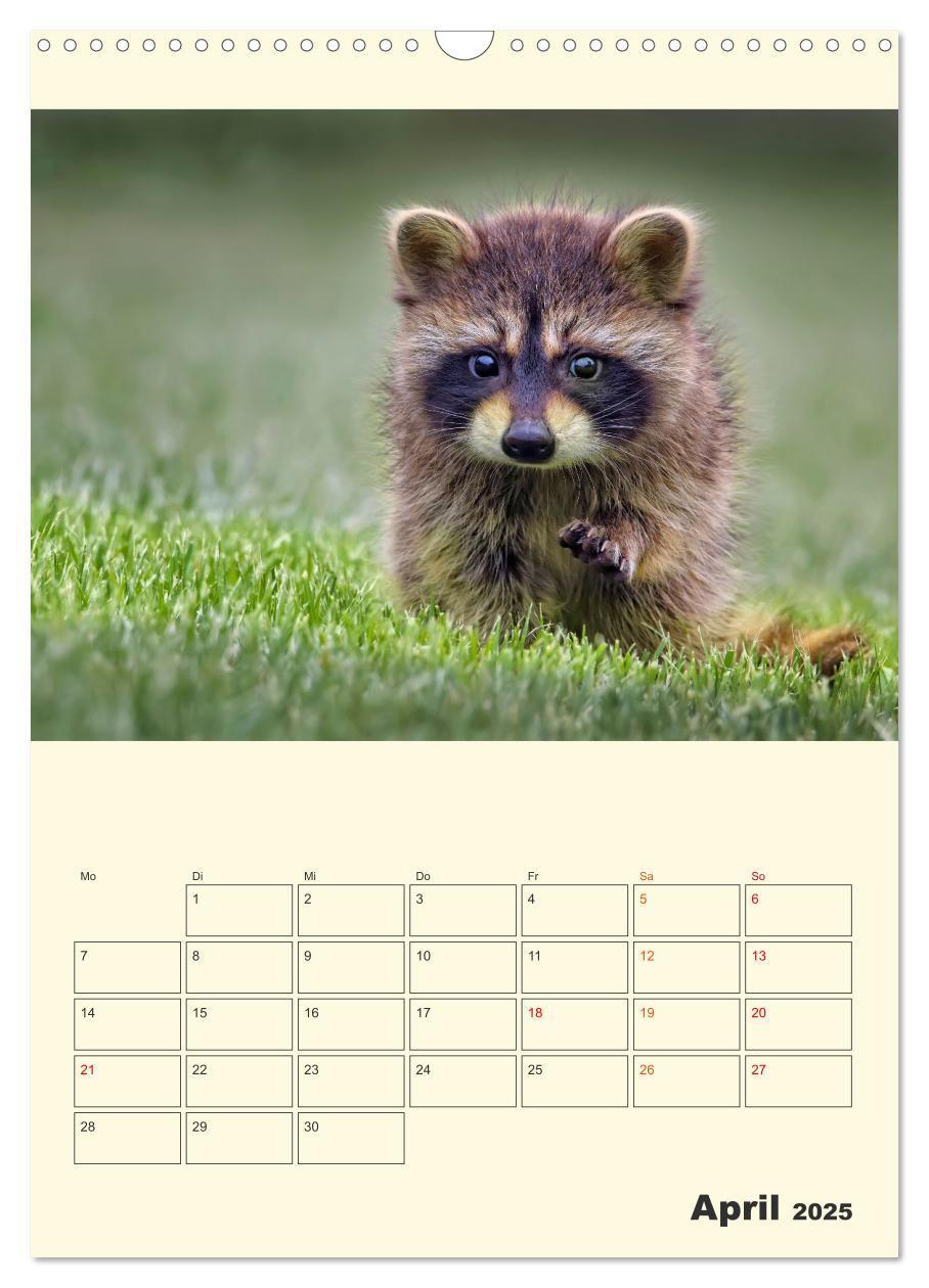 Bild: 9783435903504 | Drolliger Waschbär (Wandkalender 2025 DIN A3 hoch), CALVENDO...