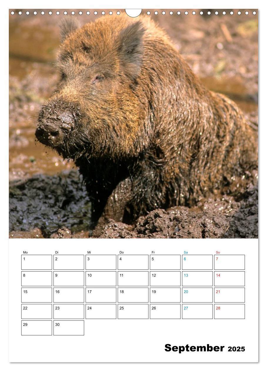 Bild: 9783457077863 | Schweine 2025 (Wandkalender 2025 DIN A3 hoch), CALVENDO Monatskalender