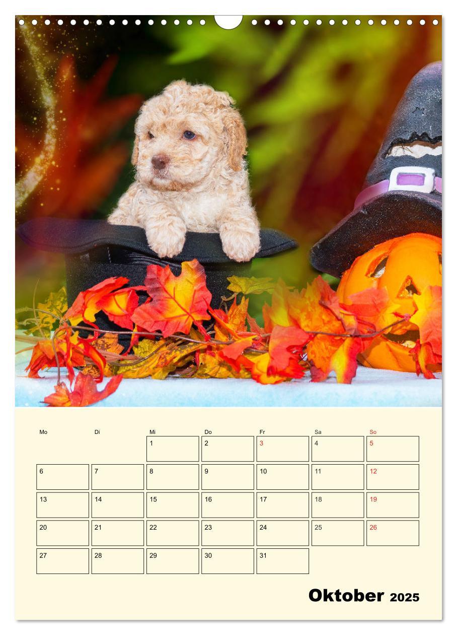 Bild: 9783435952236 | Jahresplaner Lagotto Romagnolo Welpen (Wandkalender 2025 DIN A3...