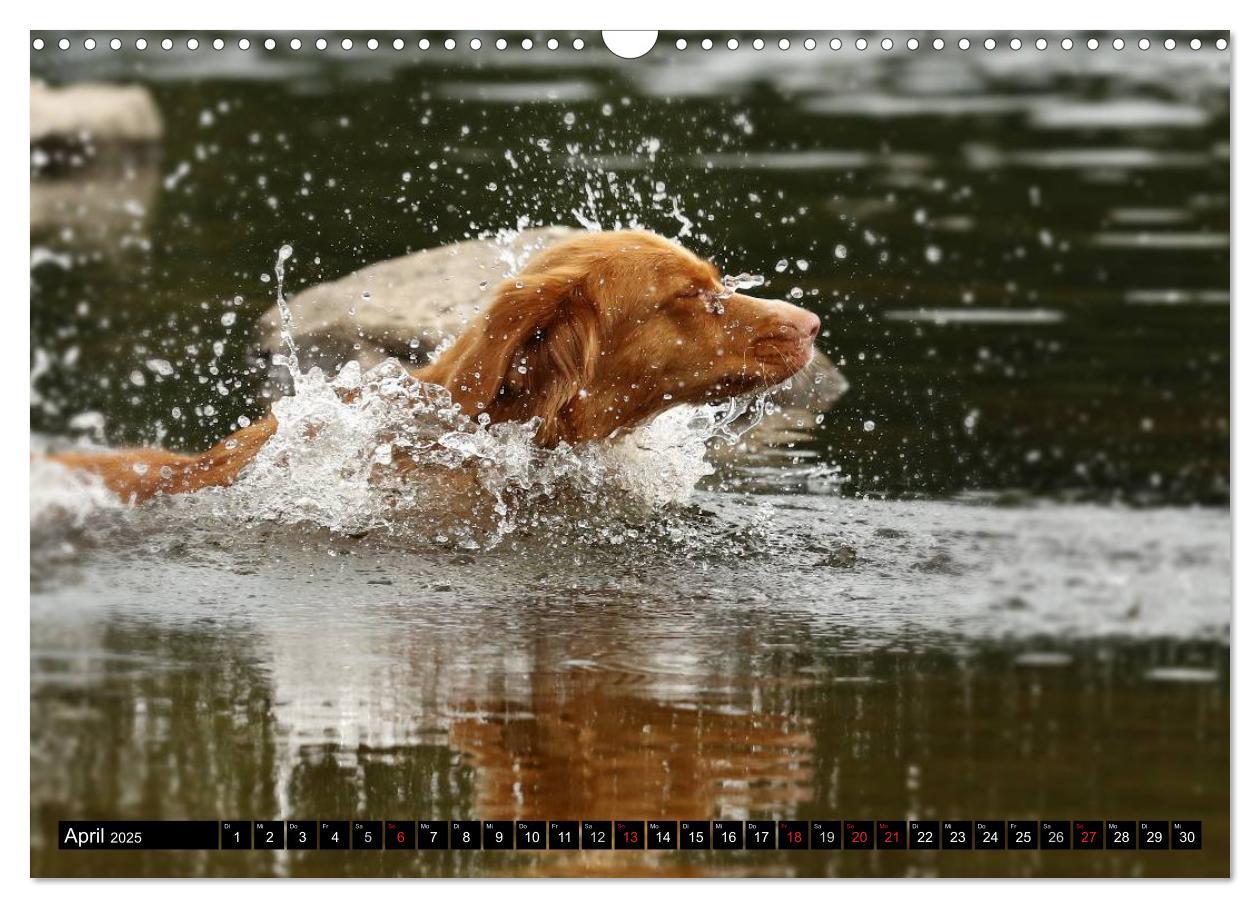 Bild: 9783435569380 | Nova Scotia Duck Tolling Retriever (Wandkalender 2025 DIN A3 quer),...