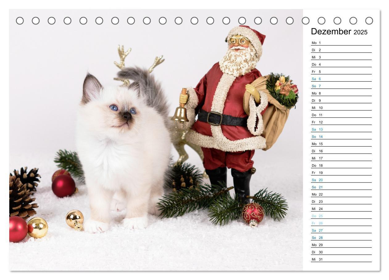 Bild: 9783383959745 | Heilige Birma Kitten mit Planer (Tischkalender 2025 DIN A5 quer),...