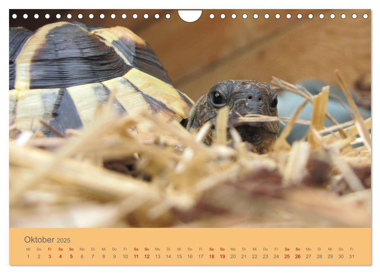 Bild: 9783435382927 | Landschildkröten (Wandkalender 2025 DIN A4 quer), CALVENDO...