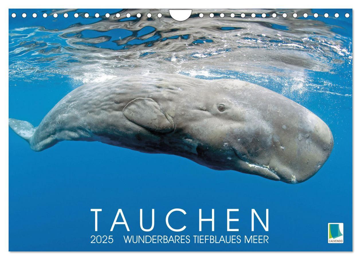 Cover: 9783383778124 | Tauchen: Wunderbares tiefblaues Meer (Wandkalender 2025 DIN A4...